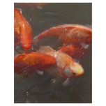 koi letterhead