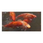 koi photo cards