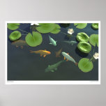 Koi Pond posters