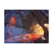 Koi postcards