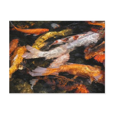 Koi Postcard by LenPhoto