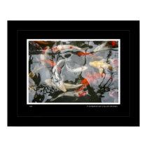 Koi posters by William_Hanson Koi posters