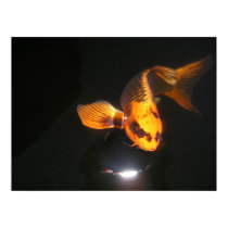 Koi Poster posters by alex539 Koi Poster posters