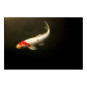 Koi posters by steph9668 Koi posters