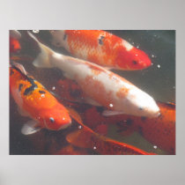 Koi Poster