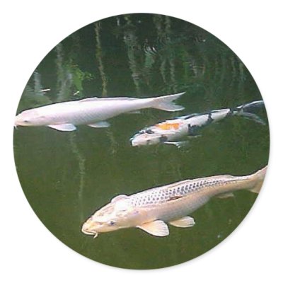Koi Sticker by Abintra