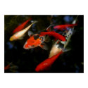 KOI ZEN posters by KingshavenCollection KOI ZEN posters