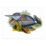 Koklass Pheasant Postcard