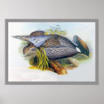 Koklass Pheasant Print
