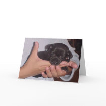 KOKO cards by jacksira KOKO cards