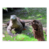 Komodo Dragon (0606) Postcard postcards