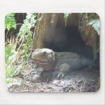 Komodo Dragon Coming Out Of His Home Under Tree Mouse Pads