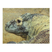 Komodo Dragon Post Card
