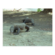 Komodo Dragons postcards