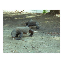 Komodo Dragons Post Card