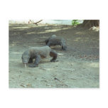 Komodo Dragons Post Card Komodo Dragons Post Card