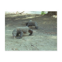 Komodo Dragons postcards