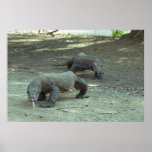 Komodo Dragons