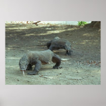 Komodo Dragons