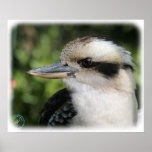 Kookaburra 9Y210D-008 Print