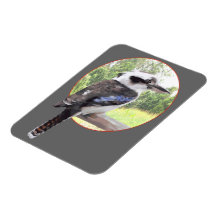 Kookaburra Bird on a Branch Magnets
