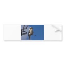 Kookaburra Bumper Sticker