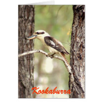 Kookaburra cards