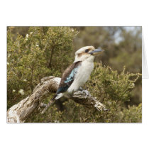 Kookaburra Greeting Card