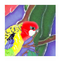 Kookaburra, Cockatoo & Parrot T-Shirts and Gifts! by 50thbirthdaygifts Kookaburra, Cockatoo & Parrot T-Shirts and Gifts!