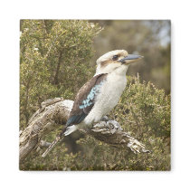 Kookaburra Fridge Magnets
