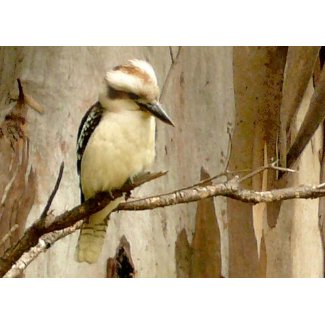 kookaburra on gum tree card