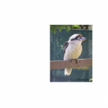 Kookaburra Kookaburra