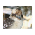 Kookaburra Postcard