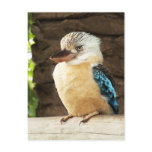 Kookaburra Postcards