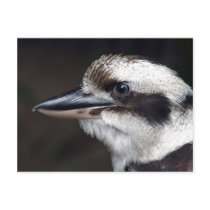 Kookaburra postcards by janinehewlett Kookaburra postcards
