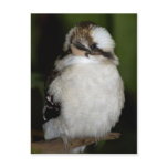 kookaburra postcards