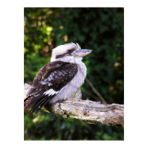 Kookaburra Poster posters by webgrrl Kookaburra Poster posters