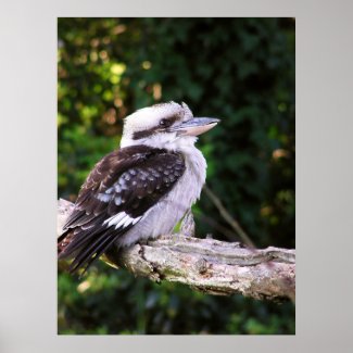 Kookaburra Poster print