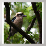Kookaburra Poster
