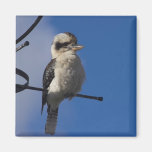 Kookaburra Refrigerator Magnet