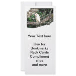Kookaburra Sitting On A Tree Branch rack cards