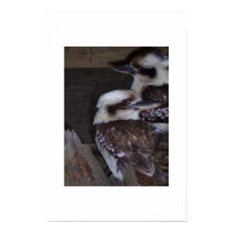 Kookaburras  posters