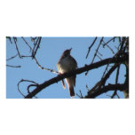 Kooskooskia Idaho Fauna Animals Birds Aves Winged Photo Cards