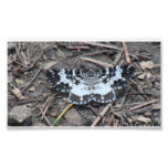 Kooskooskia Idaho Insects Arachnids Spiders Photo Art