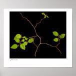 Korean Hornbeam poster