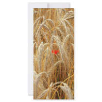 Kornblume rack cards by orange71 Kornblume rack cards