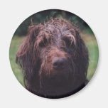 Korthals Griffon Sarah portrait Fridge Magnets