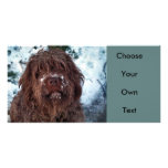 Korthals Griffon - Snowy Sarah Picture Card