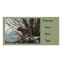 - Korthals Griffon -Tsjip pointing Photo Card Template