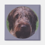 Korthals Griffon Tsjip portrait Fridge Magnets